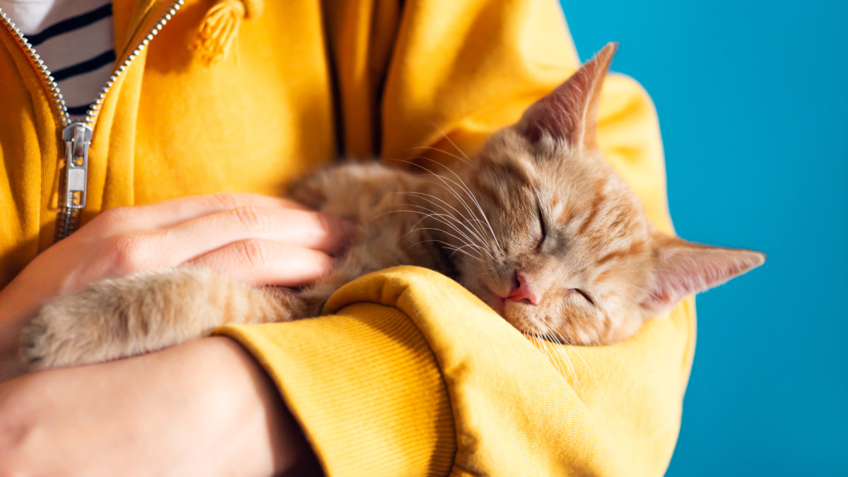 Cropped in shot of a sleeping cat in the arms of its owner who is wearing a yellow hoodie