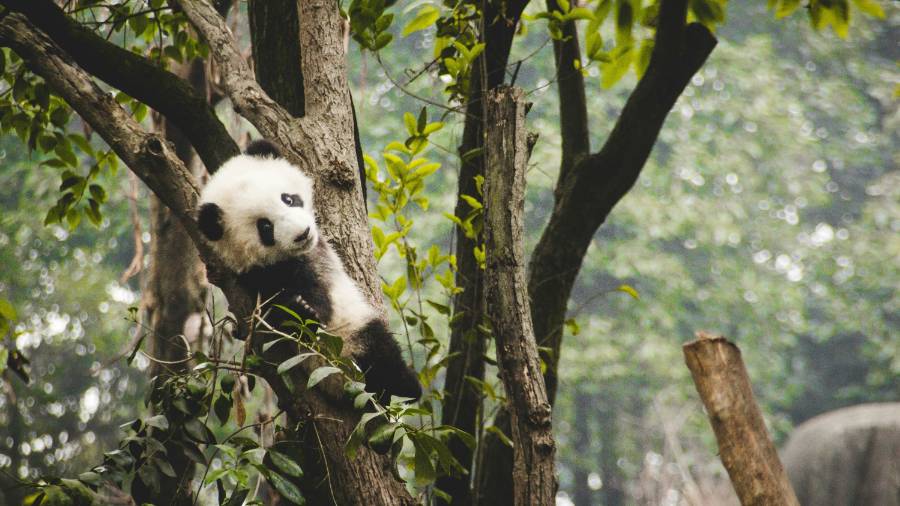 Chengdu, China