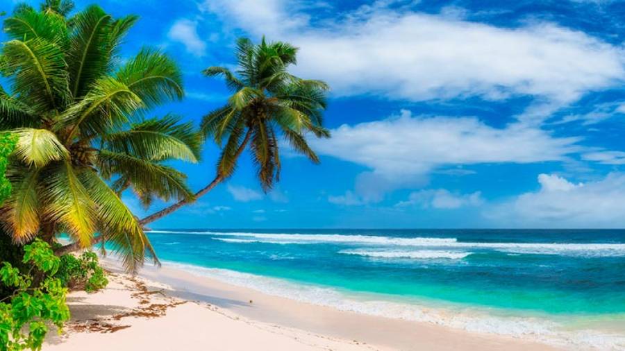 Palm trees and green bushes on tropical sandy beach with blue sea in distance