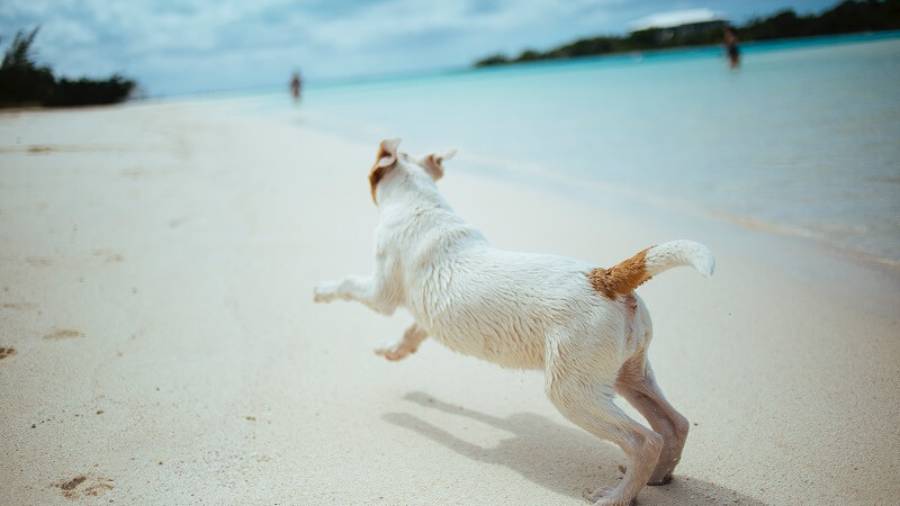 White dog running along a sandy beach
