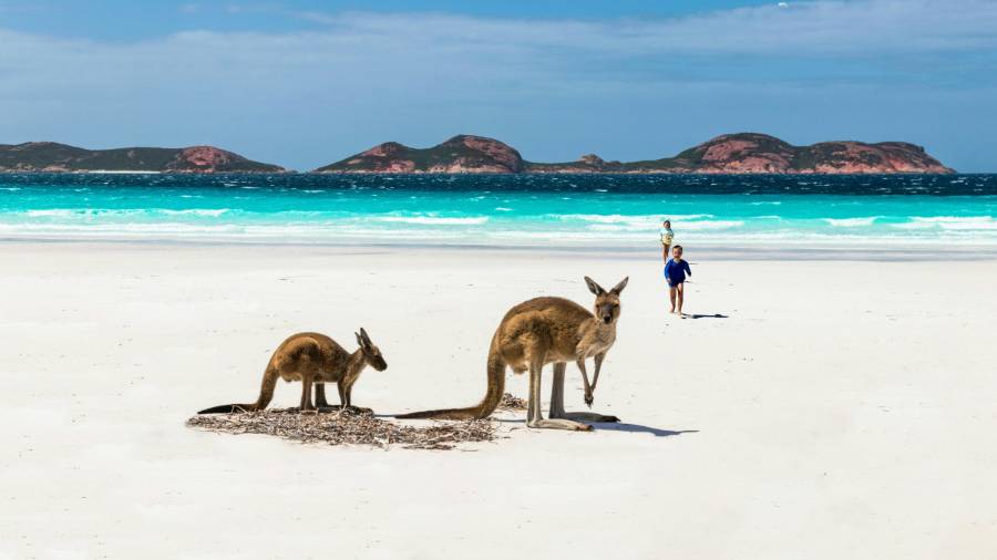 An adult and young kangaroo on the white sands of a tropical looking beach, turquoise waters and an island or peninsula beyond. A child walks up the beach with another figure further behind