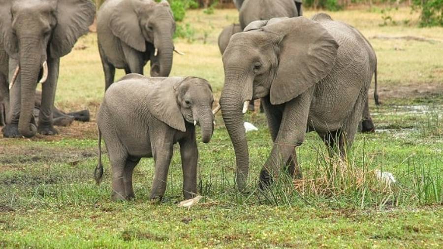 Mother elephant and elephant calf with elephant herd in background
