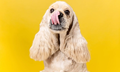 Dog licking their nose