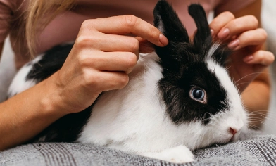 a person holding the ears of a black and white rabbit