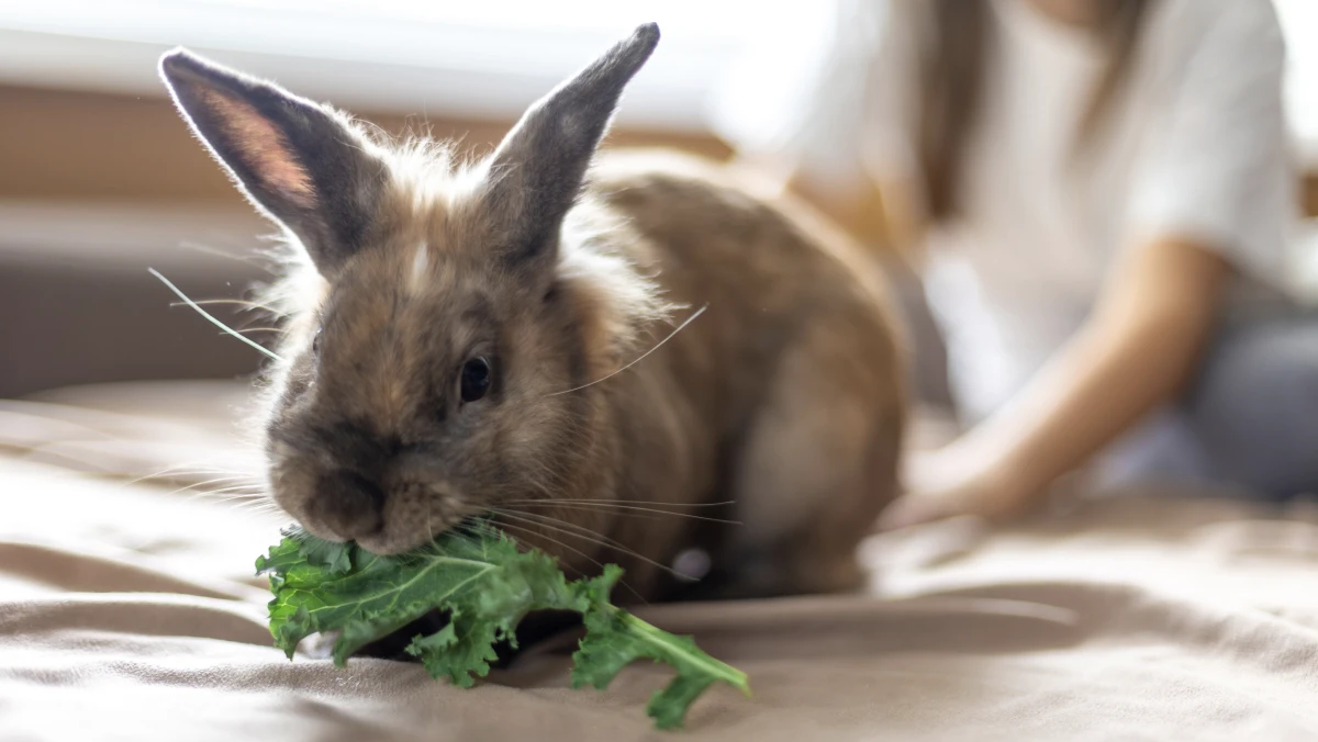  a brindle rabbit eating kale on a bed