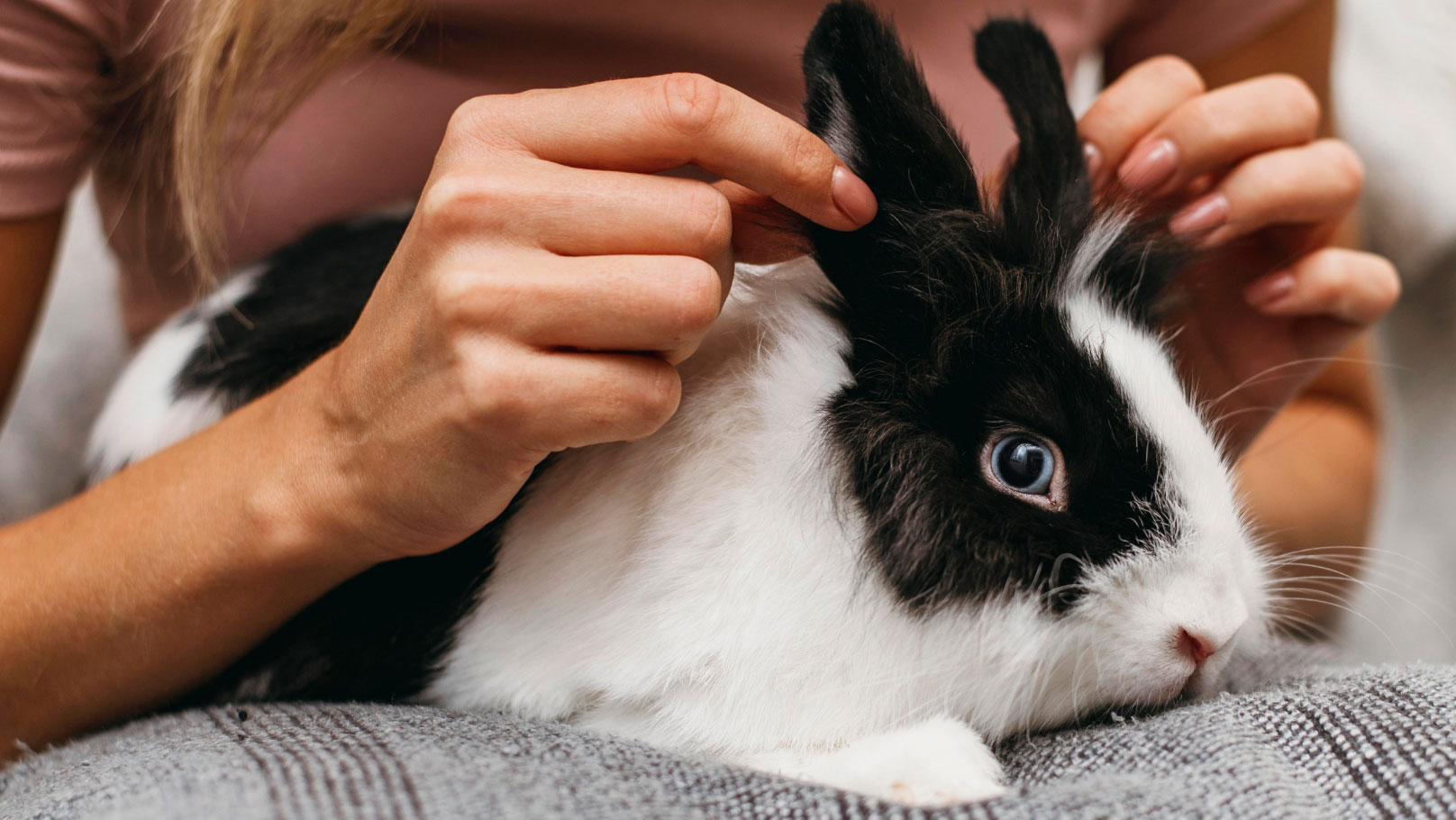 a person holding the ears of a black and white rabbit